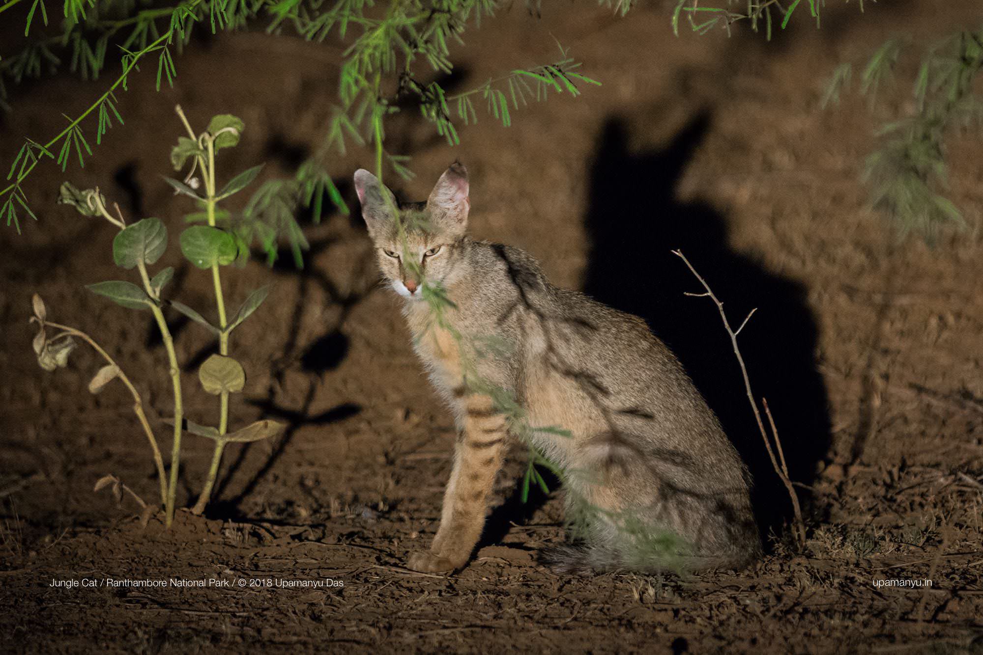 Jungle Cat (Ranthambore Outskirts)